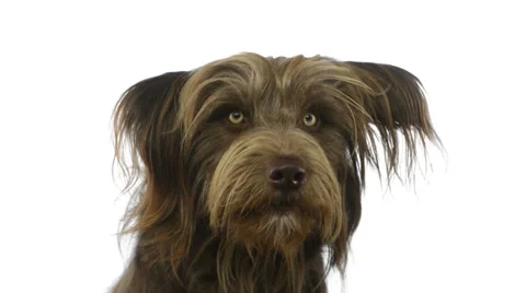 Close-up of a crossbreed dog intrigued Stock Footage 30761145