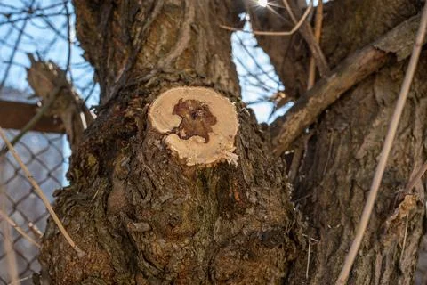 Close-up of a crosscut of a branch with a drop of tree sap. Spring sap in tre Foto stock