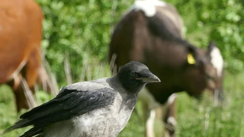 Close-up of crow calling with blurred cow in background Stock Footage 318925522