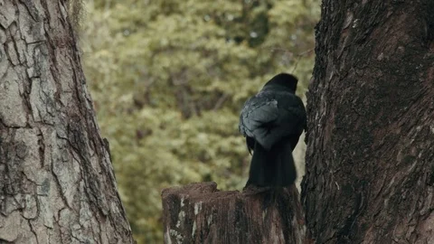 Close Up of a Crow in Everglades Stock Footage 71346429