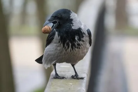 Close up crow portrait 스톡 사진