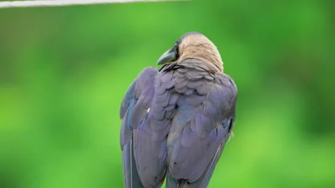 Close-up of crow seen from behind Stock Footage 322724920