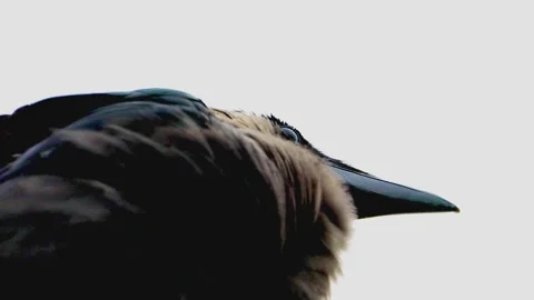 Close-up of crow viewed from below Stock Footage 322724601