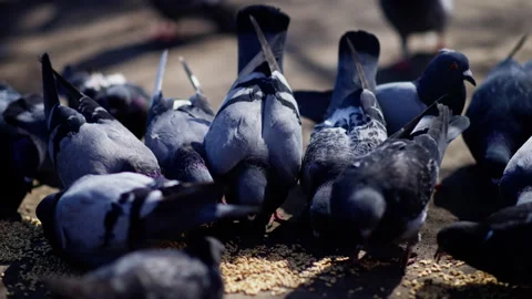 Close-up of a crowded flock of pigeons pecking at scattered seeds on sunlit Vídeos de archivo 317558350