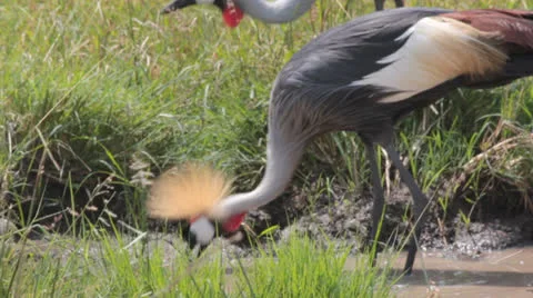 Close-up of Crown Crested Cranes  (HD) Stock Footage 25690640