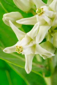 Close up crown flower Stock Photos