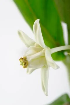 Close up of  crown flower Stock Photos