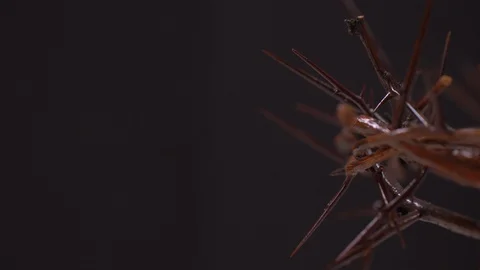 Close Up of Crown of Thorns Rotating, Black Background 스톡 동영상 129644654