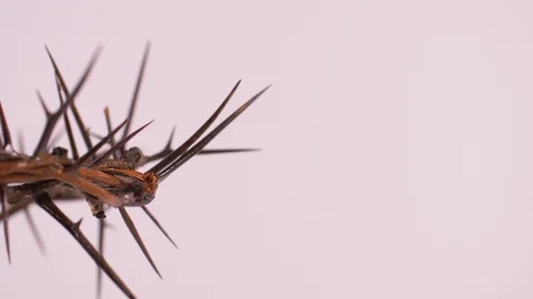 Close Up of Crown of Thorns Rotating on Left, White Background Stock-Footage 129643742
