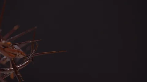 Close Up of Crown of Thorns Rotating on Left, Black Background Stock Footage 129679423