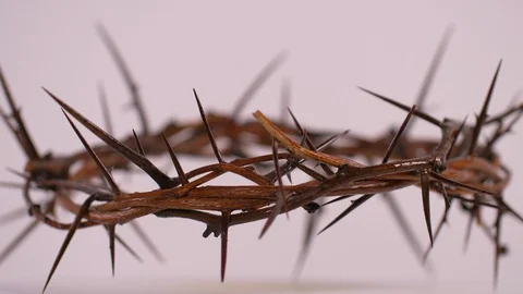 Close Up of Crown of Thorns Rotating, White Background Video stock 129645437