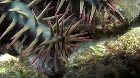 Close-up of Crown of Thorns seastar Stock Footage 33531773
