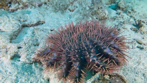 A close-up of a Crown of thorns starfish , moving along the bottom Stock Footage 301855345