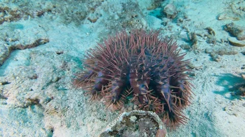 A close-up of a Crown of thorns starfish , moving along the bottom Stock Footage 304088592