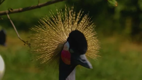 Close up of crowned crane Stock Footage 142742918