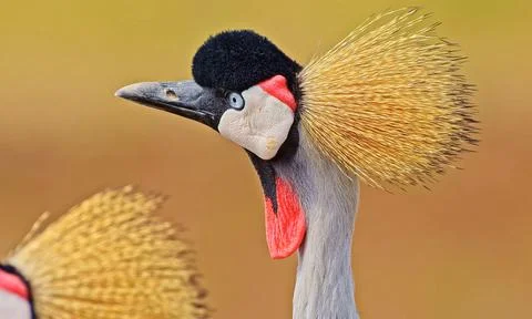 Close up of a crowned crane Stock Photos