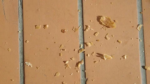 Close-Up of Crumbs Scattered on Brown Tile Floor Surface, Stock Footage 294007977