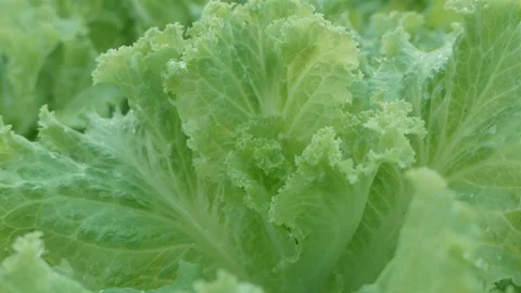Close up Crunchy Fresh Lollo Bionda Coral Lettuce Stock Footage 104592880