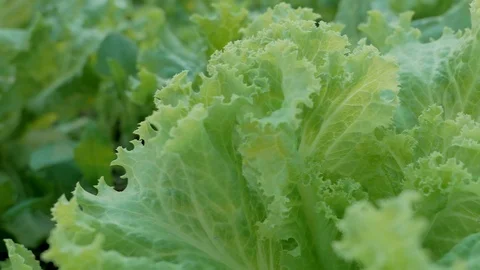 Close up Crunchy Fresh Lollo Bionda Coral Lettuce Stock Footage 104592927
