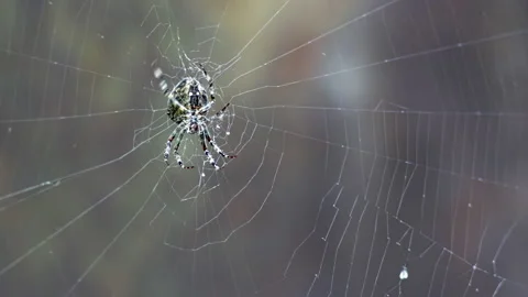 Close-up of crusader garden spider or Araneus sitting on its web outside. Stock Footage 219686244