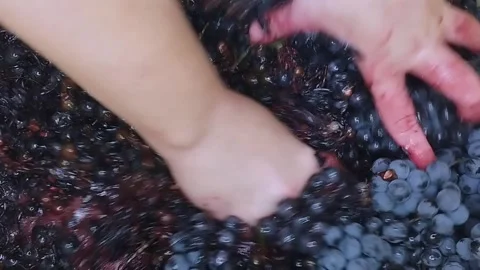 Close-up of crushing grape juice with hands. Stock Footage 258112929