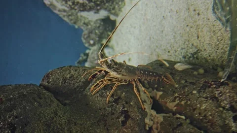 A close-up of a crustacean moves backwards at the bottom of the ocean on a rock. Stock Footage 241828529