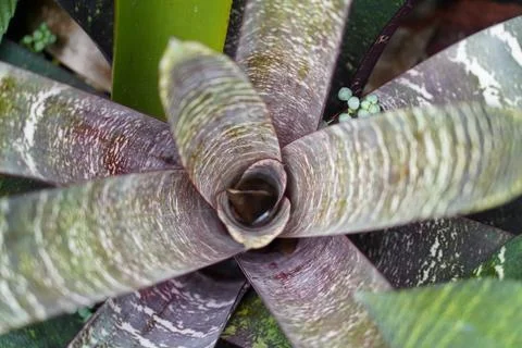 Close Up of a Cryptanthus Plant Unique Texture and Pattern Stock Photos