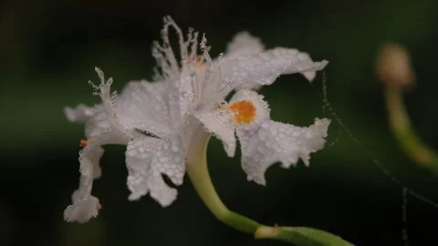A close-up of the crystal beads of the petals of the flat bamboo orchid Stock Footage 241513571
