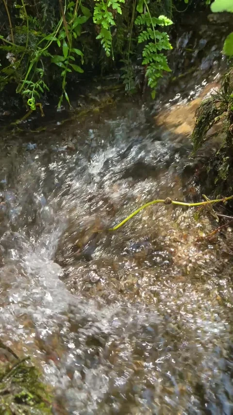 Close-up of crystal-clear bubbling stream in nature 💧🌿 Stock Footage 310912589