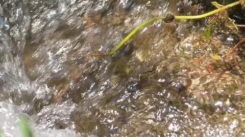 Close-up of crystal-clear bubbling stream in nature 💧🌿 Stock Footage 310912640