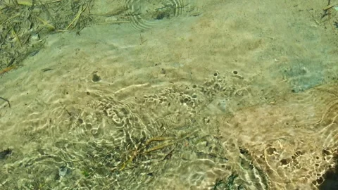 A close-up of crystal clear, gently flowing water with small fish on a sand.. Stock Footage 305031992
