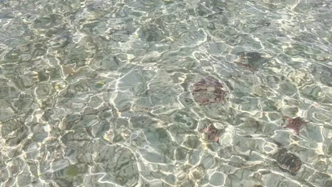 Close-up of crystal clear shallow sea water Stock Footage 330379285