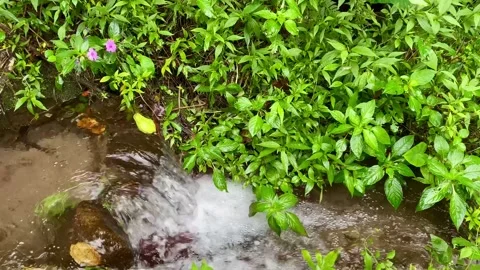 Close-Up of Crystal Clear Stream Flowing Through Lush Green Vegetation Video stock 340836658