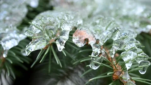 Close up of crystal clear, transparent icicle on the tip of a small conifer Vídeos de archivo 262626178