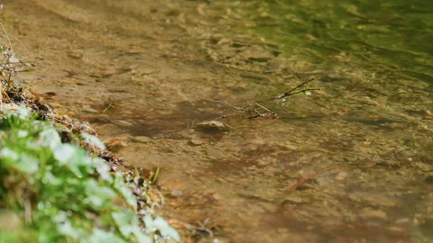 Close-Up of Crystal Lake Shore with Floating Dry Branch Stock Footage 320197133