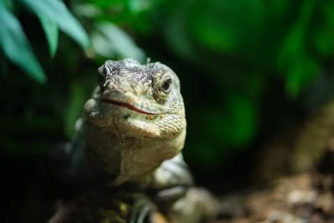 Close-up of Ctenosaura bakeri, also known as the Utila iguana Foto stock