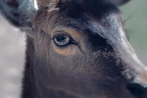 Close up of a cub deer 스톡 사진
