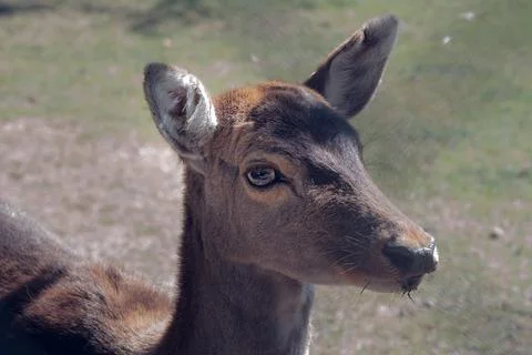 Close up of a cub deer Stock Photos