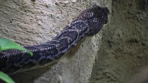 Close up Cuban boa crawling looking for a target to feed itself Stock Footage 199869563