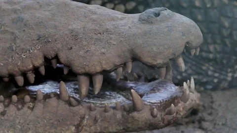 The close up of cuban crocodile Stock Footage 77195970