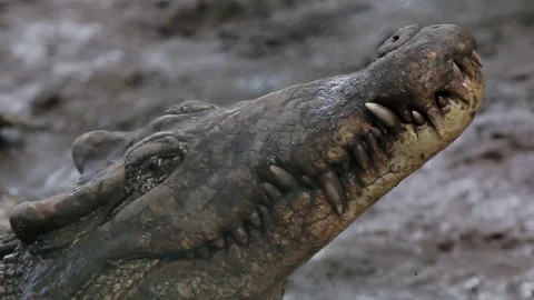The close up of cuban crocodile Stock Footage 77196478