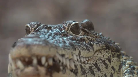 Close up of cuban crocodile walking past camera 4K Stock Footage 138022565