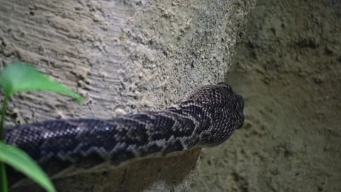 Close Up Cuban tree boa crawling in search of food, the concept Stock Footage 199869477