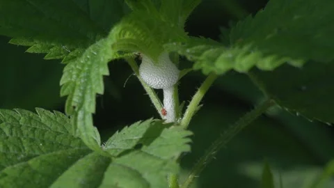 Close-up of Cuckoo Spit Foam on Plant Stem - 4K Macro Wildlife Shot Vídeos de archivo 335697965