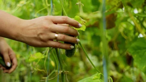 Close-up of a cucumber being picked by a woman's hands. Stock Footage 255590870