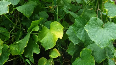 Close-up of Cucumber Leaves After Rain - Gentle Swaying with Water Droplets Stock Footage 340089042