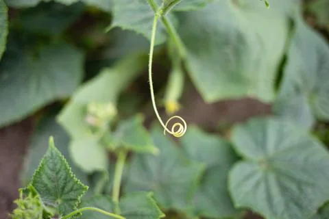 Close-up of a cucumber mustache Stock Photos