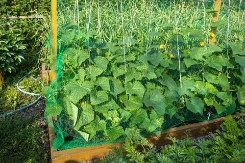 Close-up of a cucumber patch with a net stretched over it to keep birds away, Stock Photos