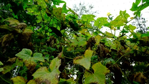 Close up of cucumber vines tangled to bird net - showing withering plants Video stock 331830728
