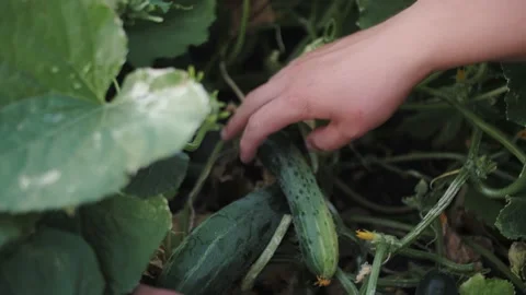 Close-up of cucumbers on the bed Stock Footage 221540259